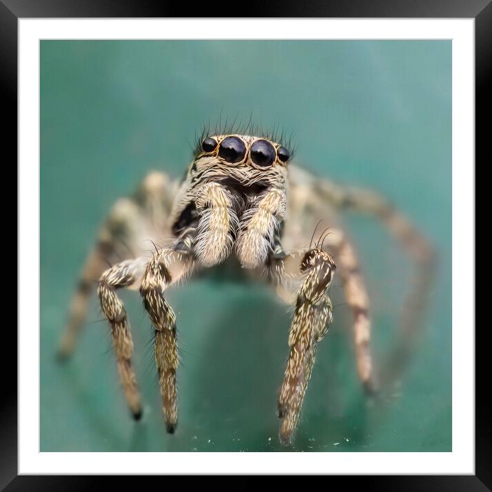 Portrait of a Zebra Jumping Spider Framed Mounted Print by Kelly Bailey