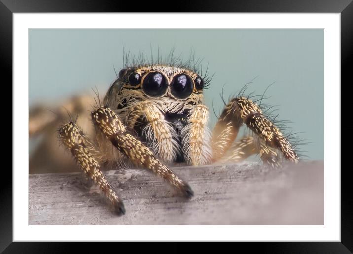 Zebra Jumping Spider Portrait  Framed Mounted Print by Kelly Bailey