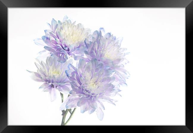Chrysanthemums Framed Print by Kelly Bailey