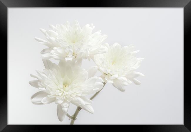 White Chrysanthemums Framed Print by Kelly Bailey