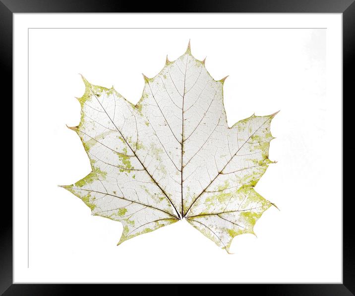 Leaf Lines 2 Framed Mounted Print by Kelly Bailey
