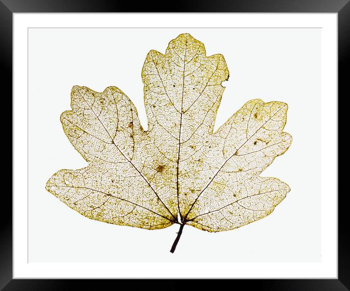 Leaf Lines 5 Framed Mounted Print by Kelly Bailey