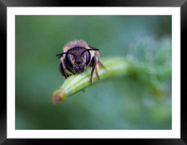 Red Mason Bee  Framed Mounted Print by Kelly Bailey