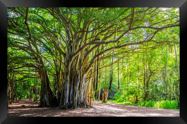 The Banyan tree  Framed Print by Kelly Bailey