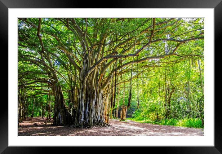 The Banyan tree  Framed Mounted Print by Kelly Bailey