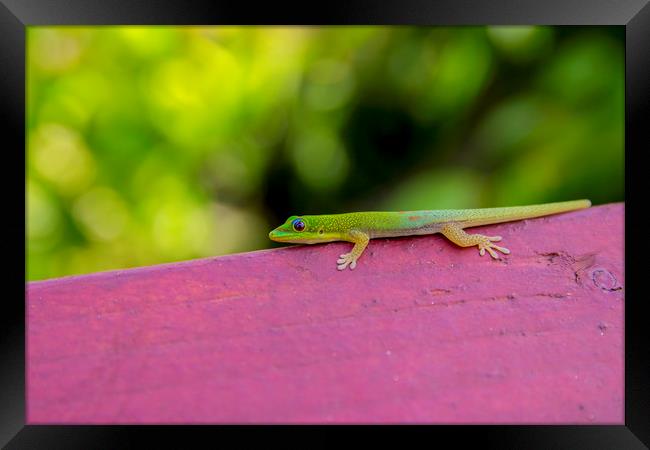 Gold dust day gecko Framed Print by Kelly Bailey