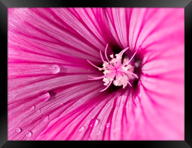 Pink Mallow Framed Print by Kelly Bailey