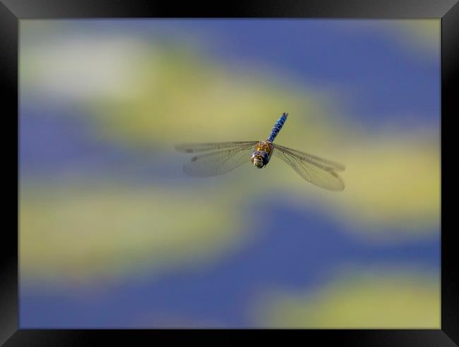 Migrant Hawker in Flight Framed Print by Kelly Bailey