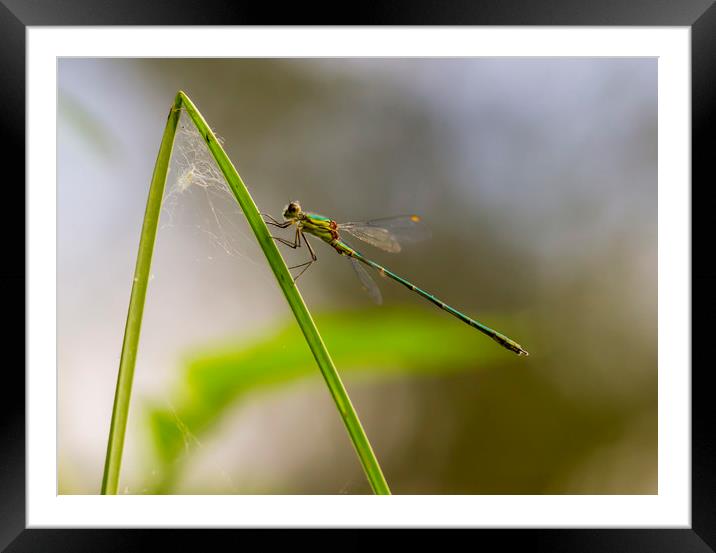 Willow Emerald Damselfly Framed Mounted Print by Kelly Bailey