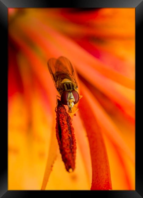 Hover on Stamen Framed Print by Kelly Bailey