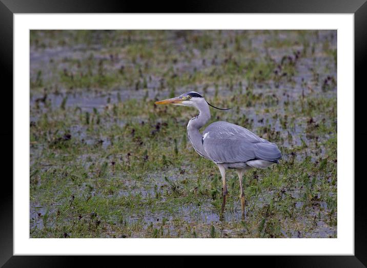 Herons Gaze  Framed Mounted Print by Kelly Bailey