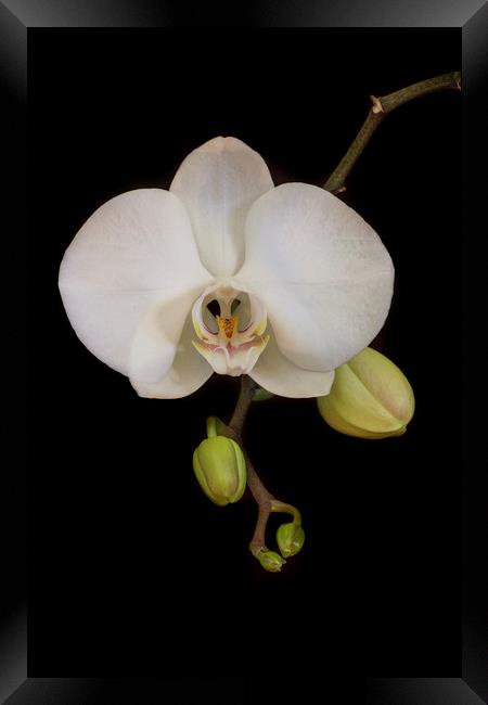White Orchid on Black Framed Print by Kelly Bailey