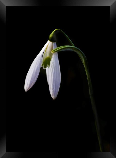 Snowdrop on black Framed Print by Kelly Bailey