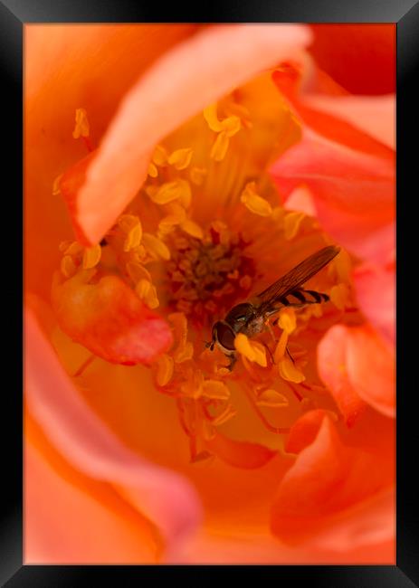 Hover in the Rose Framed Print by Kelly Bailey