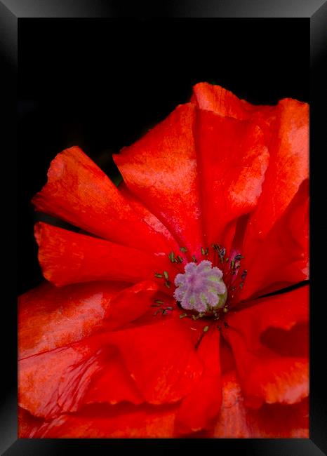 Red Poppy Framed Print by Kelly Bailey
