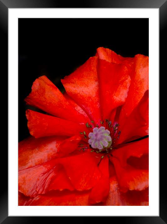Red Poppy Framed Mounted Print by Kelly Bailey