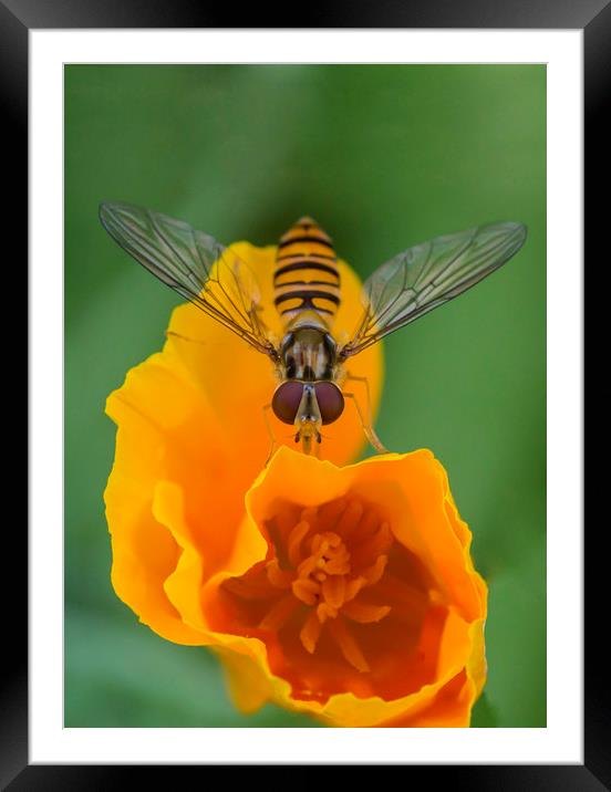 Hover on Yellow Flower Framed Mounted Print by Kelly Bailey