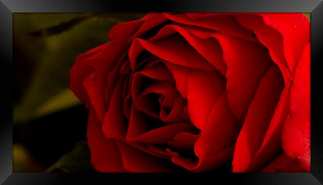 Red Rose 2 Framed Print by Kelly Bailey