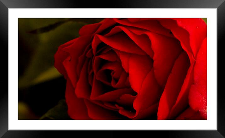Red Rose 2 Framed Mounted Print by Kelly Bailey