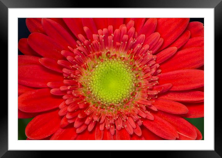 Red Gerbera Framed Mounted Print by Kelly Bailey