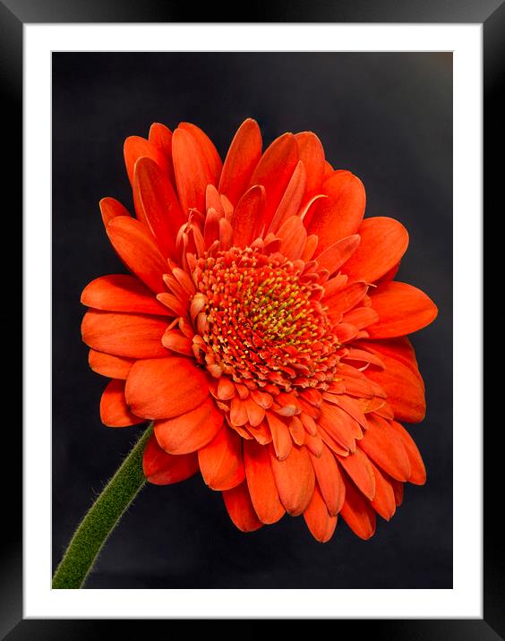 Red Gerbera 2 Framed Mounted Print by Kelly Bailey