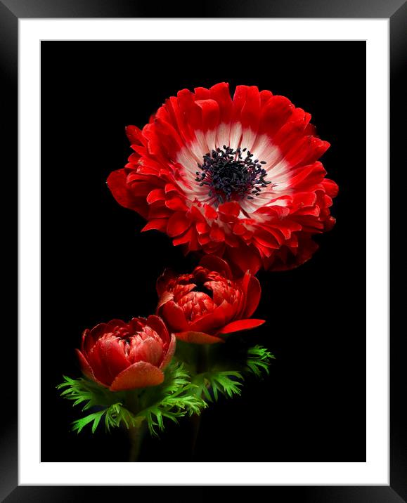 Red Anemone Blooms Framed Mounted Print by Kelly Bailey