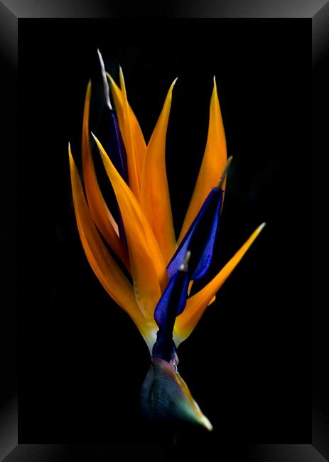 Bird of Paradise Flower Framed Print by Kelly Bailey
