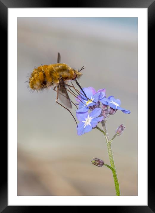 Bombylius major 2 Framed Mounted Print by Kelly Bailey