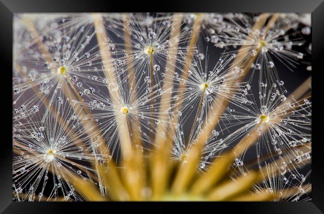 Water Beads on Seeds Framed Print by Kelly Bailey