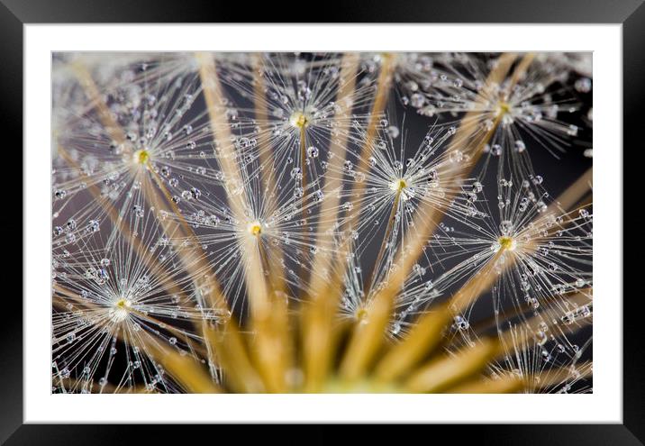 Water Beads on Seeds Framed Mounted Print by Kelly Bailey