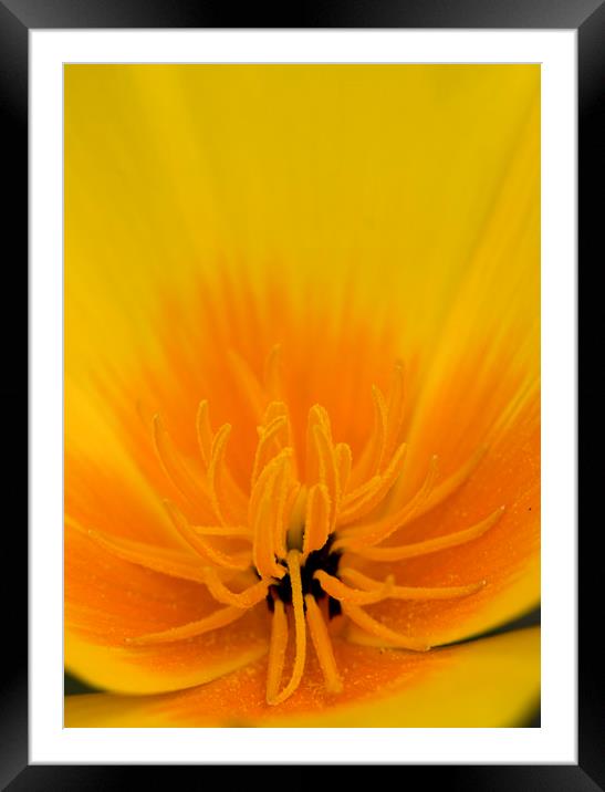 Yellow Poppy Framed Mounted Print by Kelly Bailey