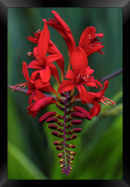 Crocosmia 'Lucifer' Framed Print by Kelly Bailey