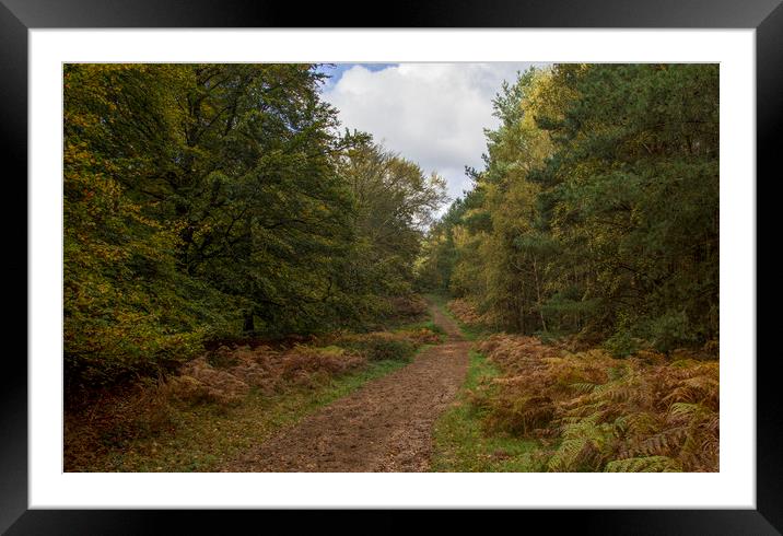 Forest Path Framed Mounted Print by Kelly Bailey