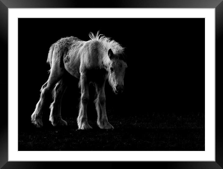 The Sad Foal Framed Mounted Print by Kelly Bailey