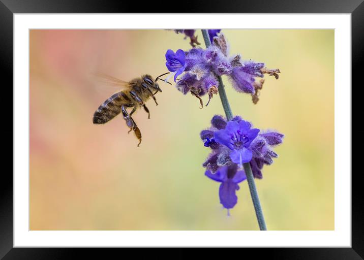 Busy Bee Framed Mounted Print by Kelly Bailey