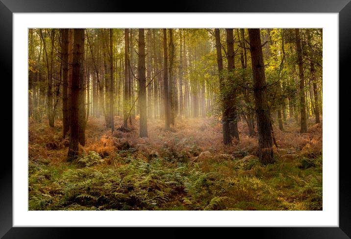 Misty Woods Framed Mounted Print by Kelly Bailey