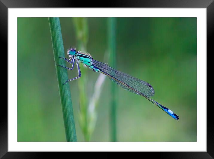 Blue Tailed Damselfly Framed Mounted Print by Kelly Bailey