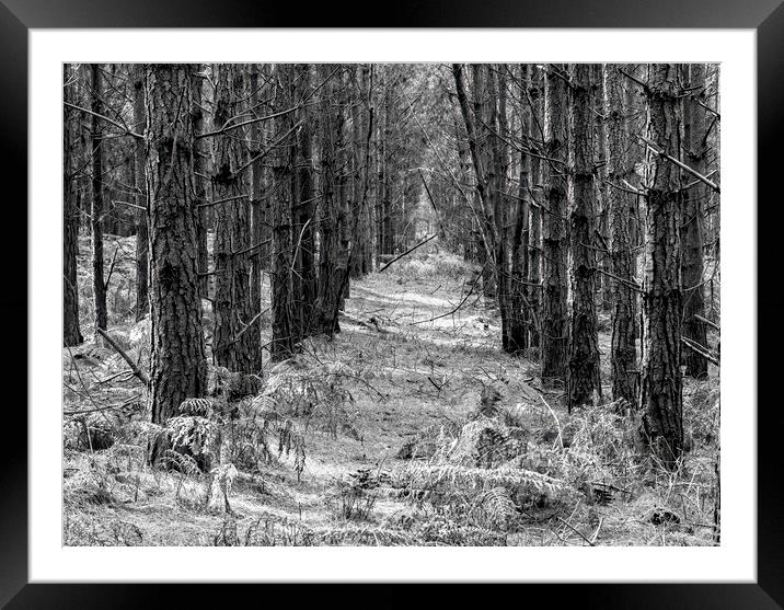 Pine Rows Framed Mounted Print by Kelly Bailey