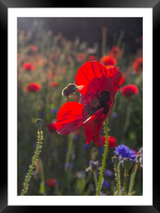 Bumble Bee on Wild Poppy Framed Mounted Print by Kelly Bailey