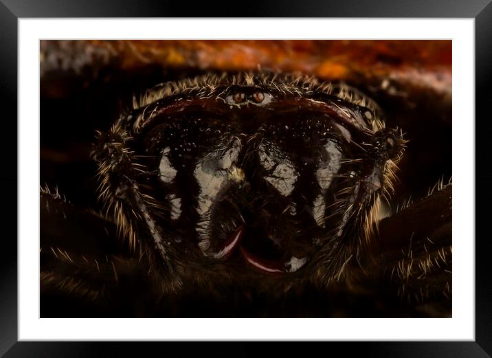 My What Big Fangs You Have Framed Mounted Print by Kelly Bailey
