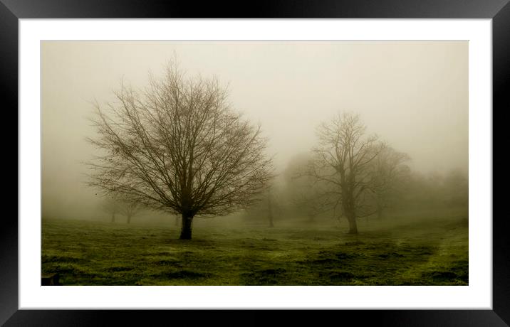 Tree in the Mist Framed Mounted Print by Kelly Bailey