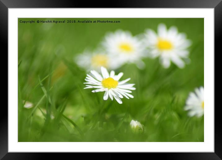 Daisy Framed Mounted Print by Harshit Agrawal