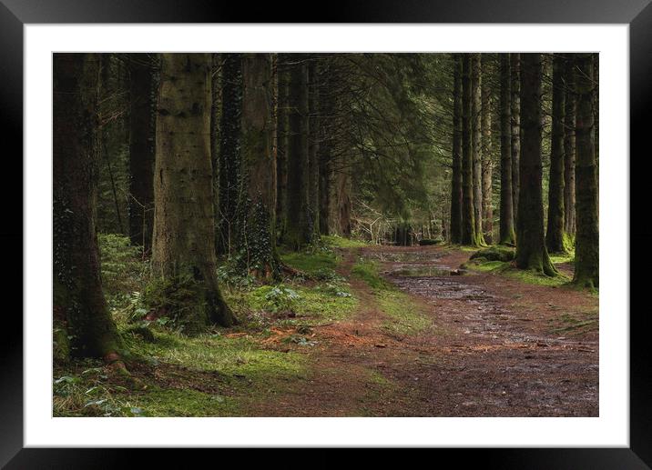 Woodland path into the forest, Taf Fechan Forest Framed Mounted Print by Ramas King