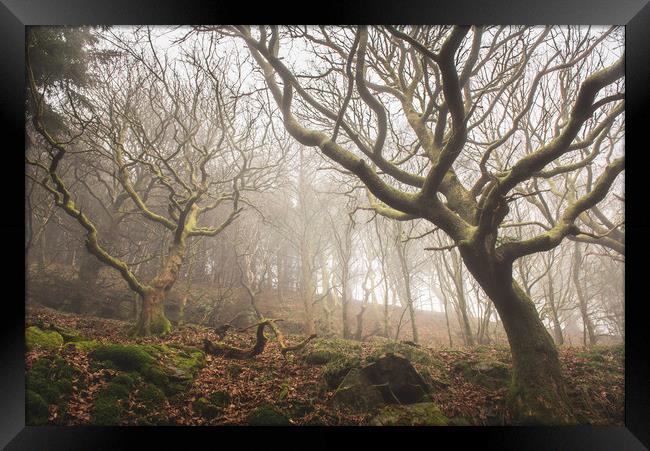 Fairy woodland in Rhymney Valley Framed Print by Ramas King