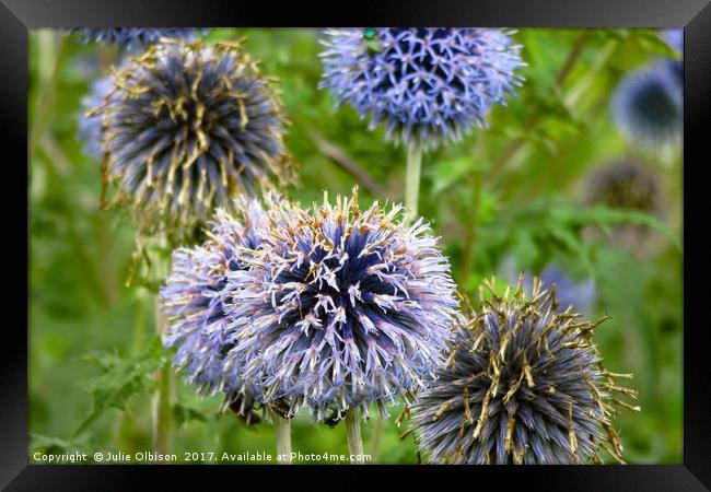 Wild Violet Blue Flowers in Norfolk Framed Print by Julie Olbison