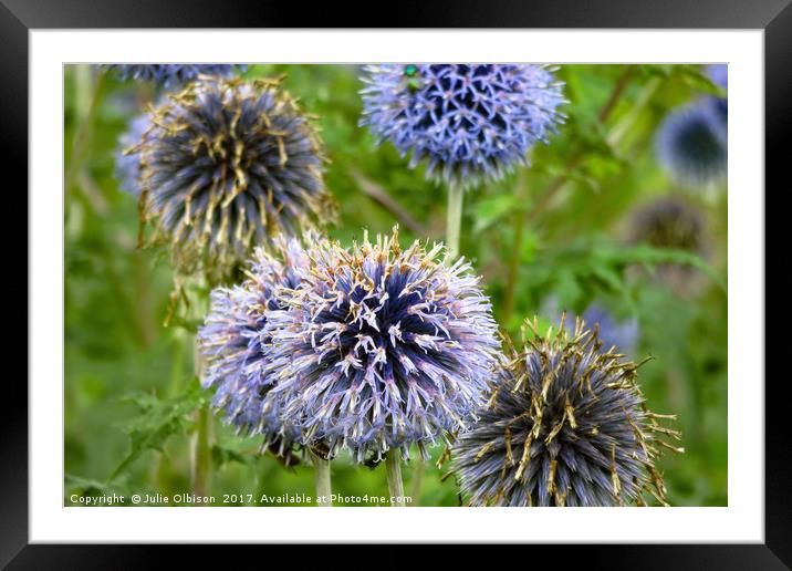 Wild Violet Blue Flowers in Norfolk Framed Mounted Print by Julie Olbison