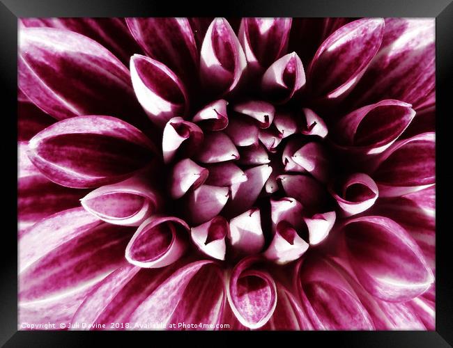 Red Dahlia Framed Print by Juli Davine