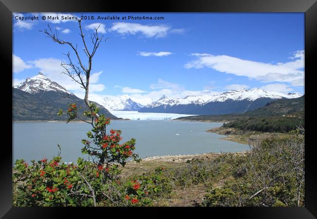 Perito Moreno Glacier and Lake Argentina.  Framed Print by Mark Seleny