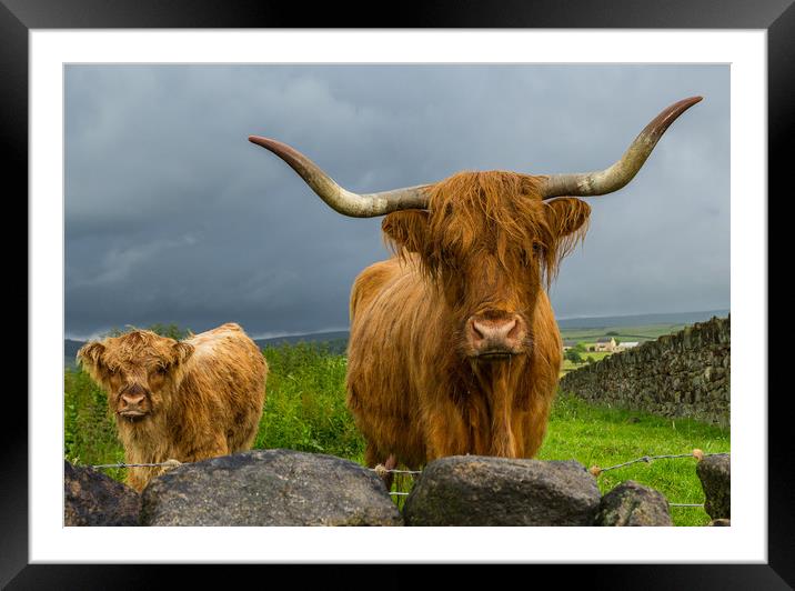 Scottish Highland Cattle Framed Mounted Print by Tony Keogh