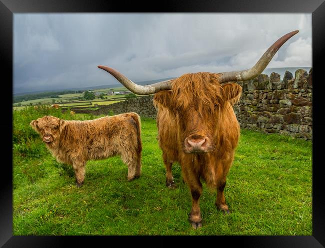 Scottish Highland Cattle Framed Print by Tony Keogh